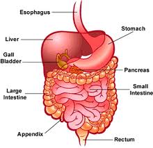the stomach and digestive system