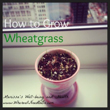 How to Grow Wheatgrass  Where I Need to Be